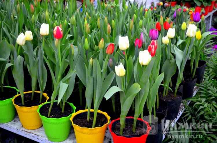 Тюльпаны – основные секреты выращивания и ухода