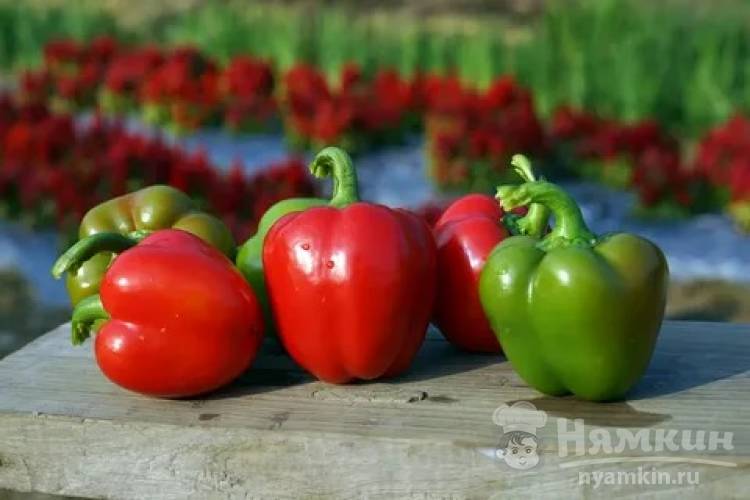 Болгарский перец – полезные свойства, витамины, минералы и противопоказания