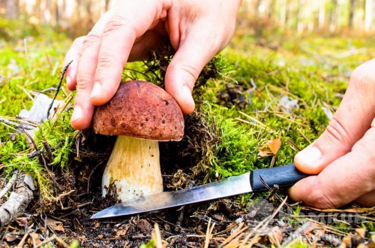 Как собирать грибы в лесу - основные правила