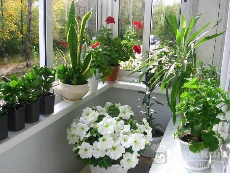 Растения, которые очищают воздух в квартире