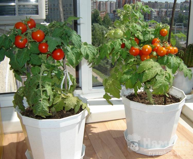 Как выращивать помидоры в домашних условиях