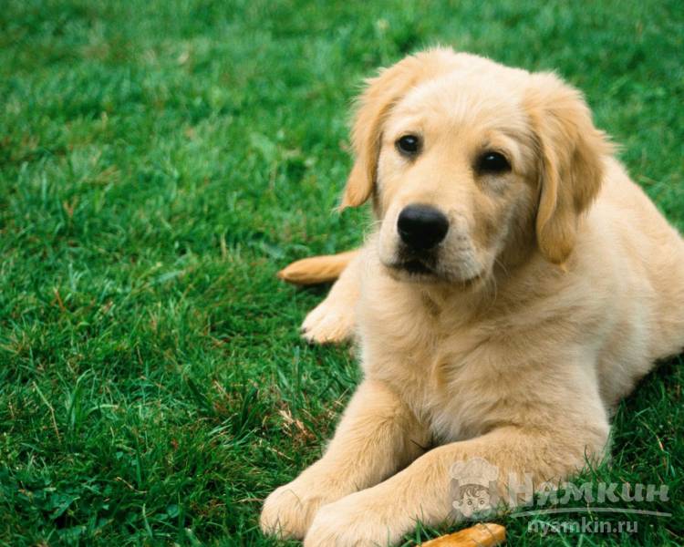 Решили завести собаку: 10 вещей которые следует знать