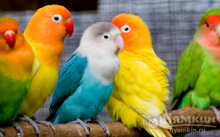 Как выбрать попугая и где лучше купить