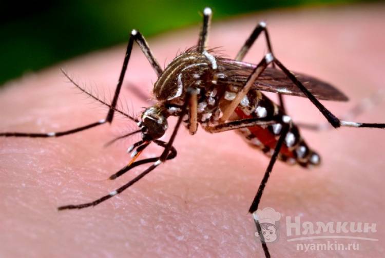 Комары: 7 природных средств избавления