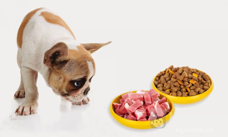 Как перевести собаку с сухого корма на натуральную пищу