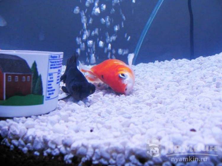 В аквариуме умирают рыбки: что делать