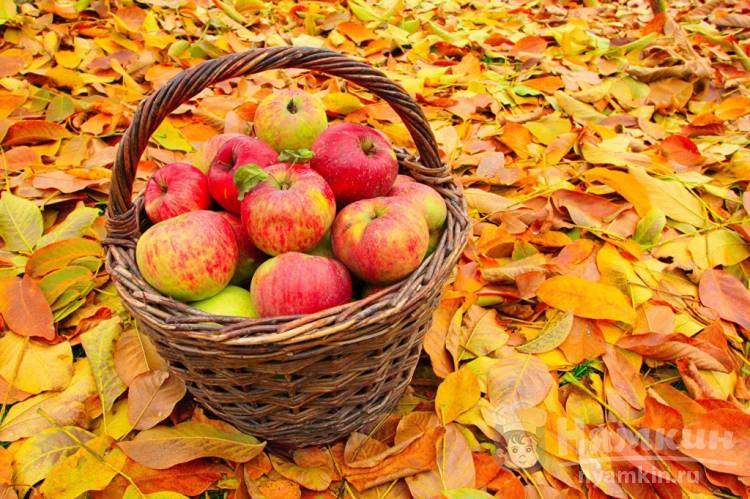 Яблоки: полезные свойства и противопоказания