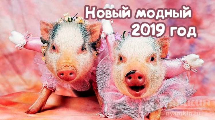 Новый 2019 год Свиньи: в чем встречать