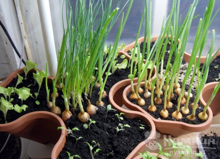 Как правильно выращивать зеленый лук на подоконнике дома