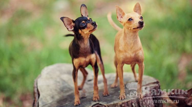 Маленькие породы собак – как ухаживать и содержать дома