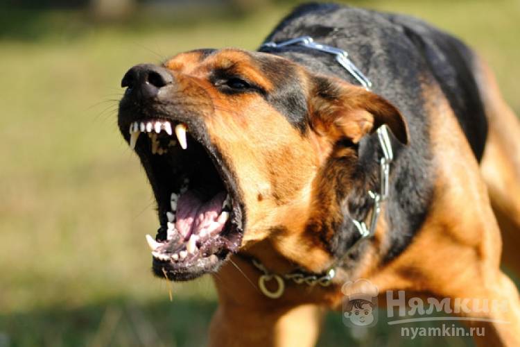 Агрессия у собаки: что делать и как избавиться