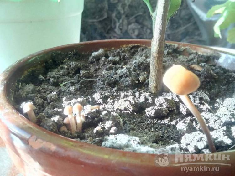 В горшке выросли грибочки: что делать