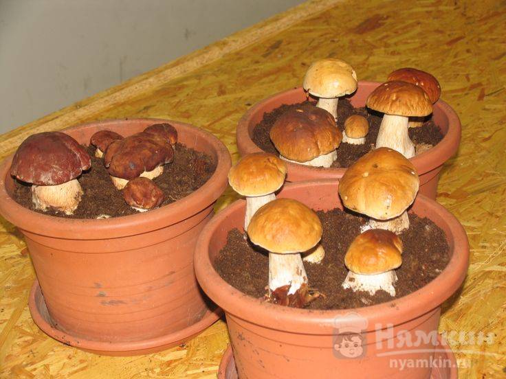 белые грибы в горшках