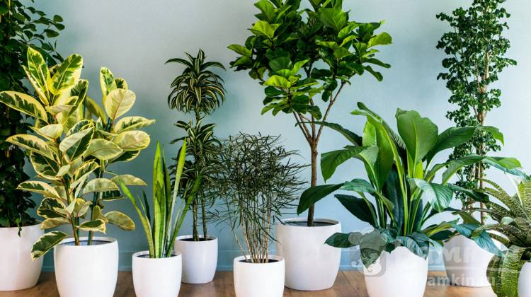 5 комнатных растений улучшающих самочувствие