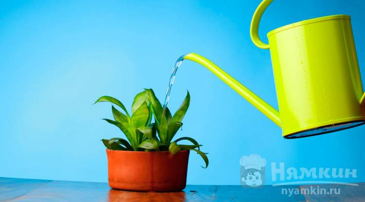 Как правильно поливать домашние растения - основы ухода