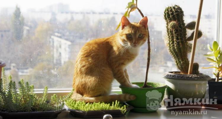 Как отучить кошку рыть землю в цветочных горшках: рекомендации