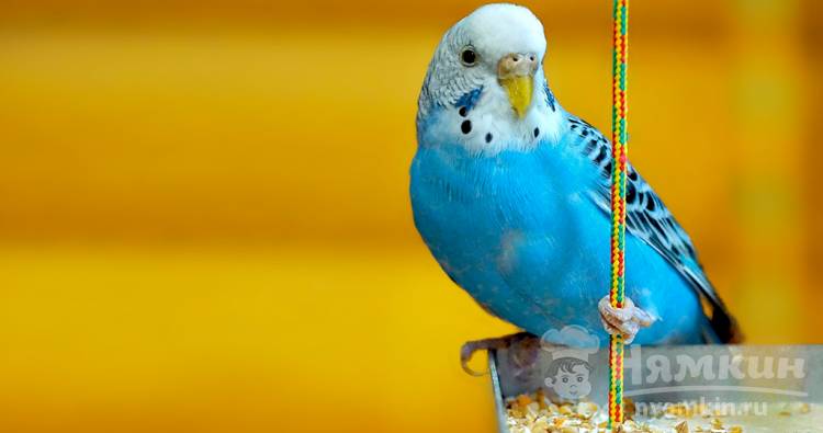 Чем и как кормить попугая в домашних условиях – рекомендации