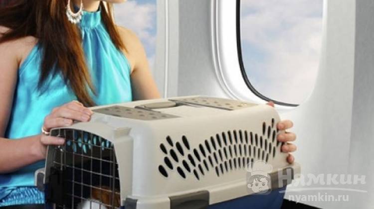 Как перевезти собаку в самолёте – подробная инструкция 