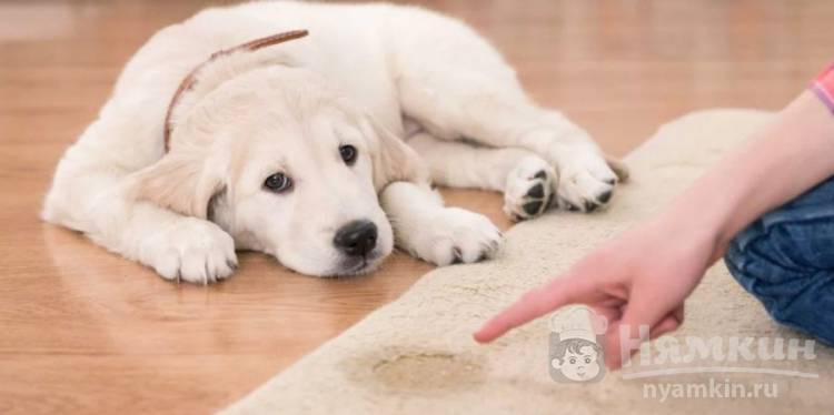 Как отучить собаку писать дома: советы ветеринара
