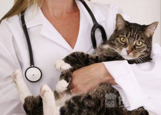 Какие процедуры нужны перед стерилизацией кошки