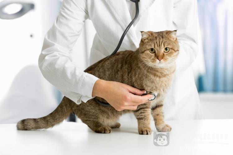 Какие процедуры нужны перед стерилизацией кошки