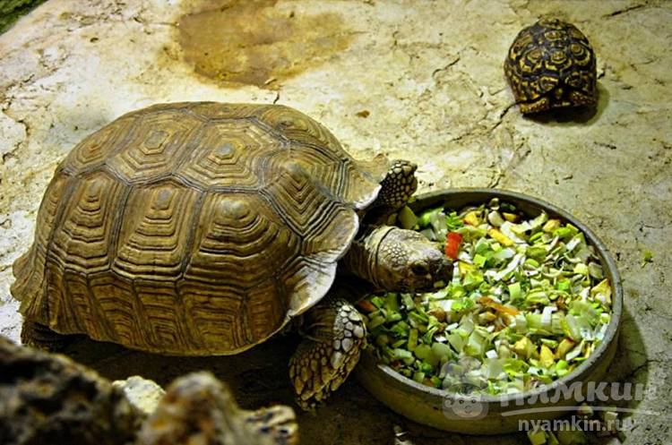Хочу черепаху: как выбрать и что нужно знать