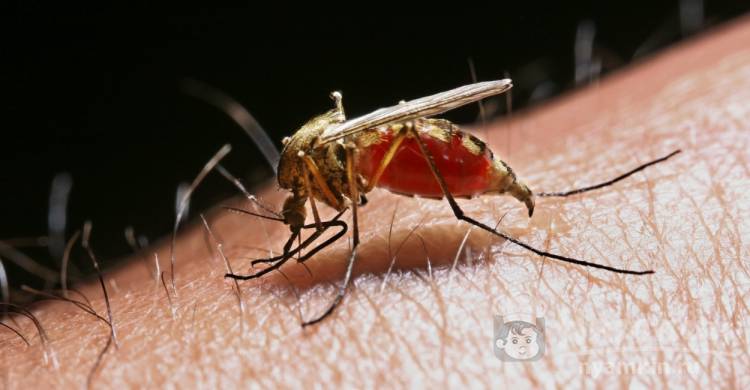 Спид и гепатит через комара