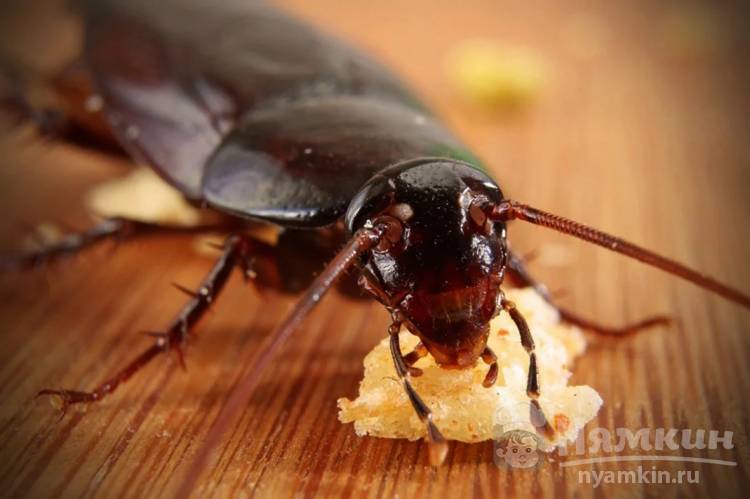 Как избавиться от тараканов в домашних условиях самостоятельно