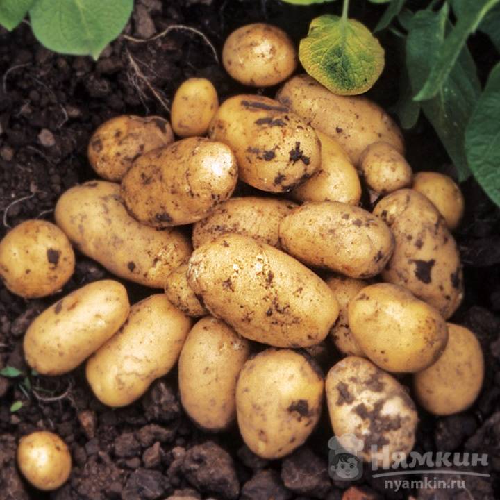 Польза молодой картошки с кожурой