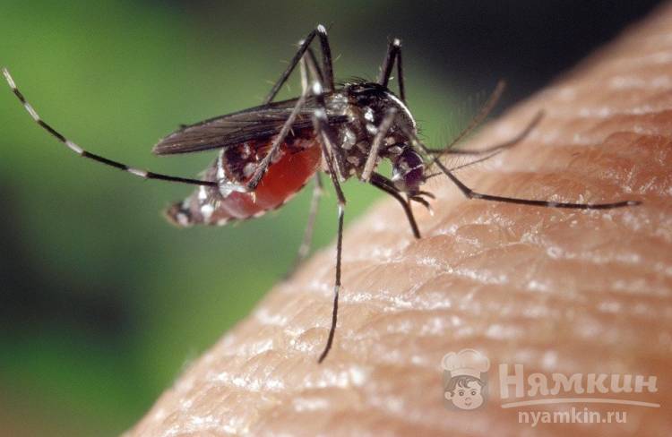 Как защититься от комаров, клещей и прочих насекомых 
