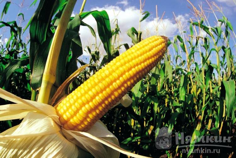 Как правильно выбрать кукурузу – основные критерии