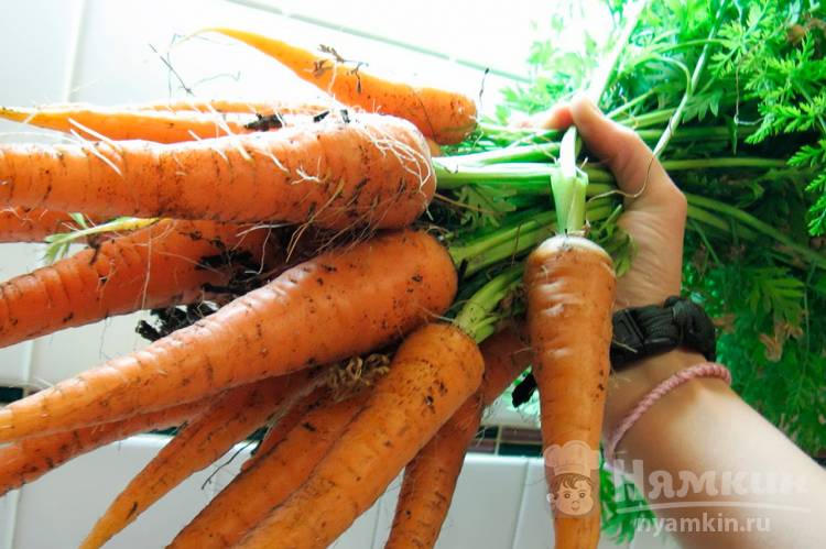 Чем поливать морковь, чтобы она была сладкой и хорошо росла 