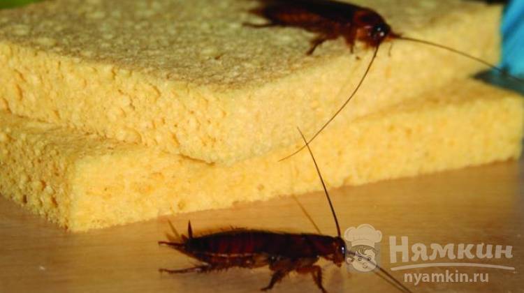Тараканы в доме – что делать и как избавится от незваных рыжих гостей