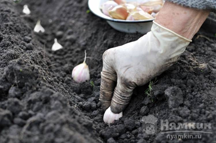 Что можно сажать и сеять под зиму – топ 10 огородных культур