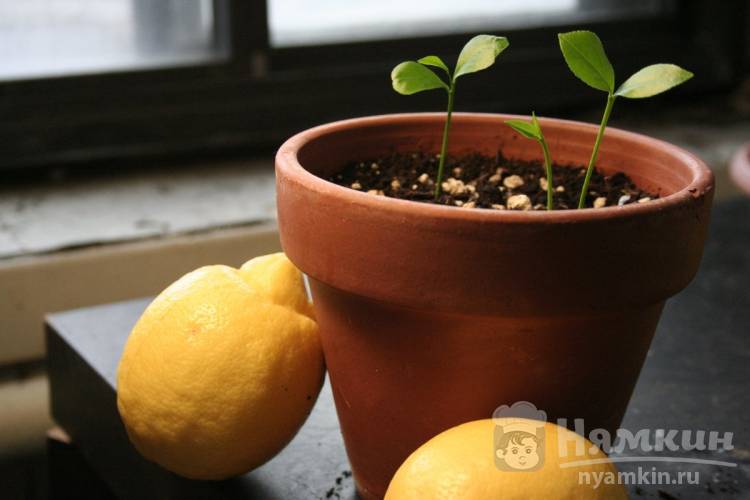 Как вырастить лимон из косточки самостоятельно в домашних условиях