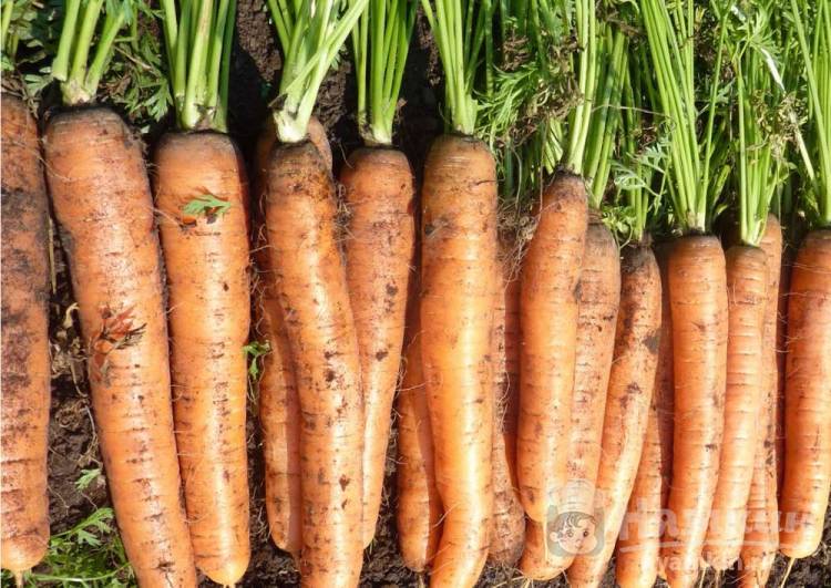 Как организовать хранение моркови на зиму
