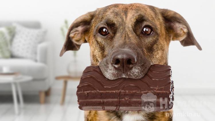 Можно ли собакам есть шоколад и другие сладости