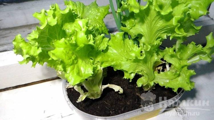 Как вырастить салат из семян на подоконнике