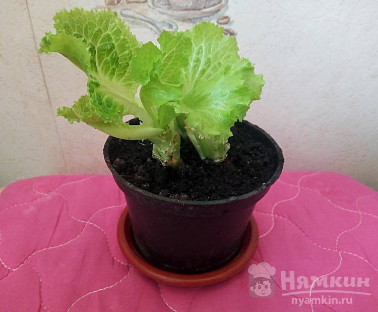 Как вырастить салат латук в горшочке на подоконнике