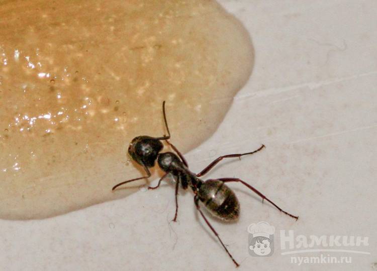 Избавляемся от муравьев на кухне проверенными способами
