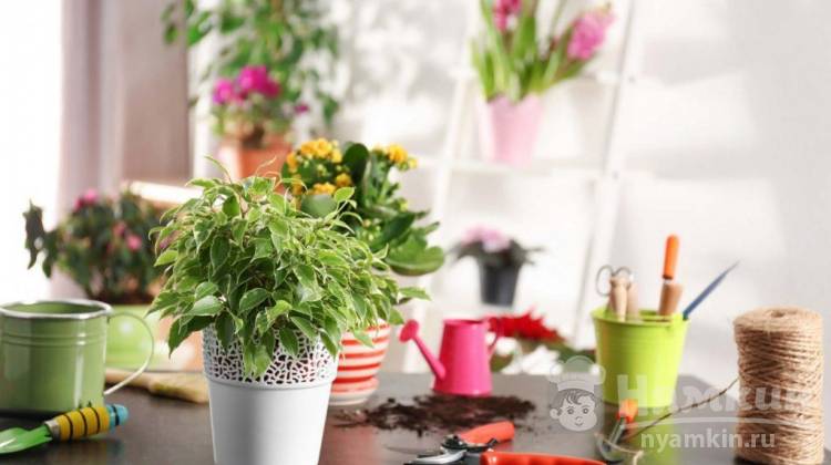 Самые полезные комнатные растения: 5 цветков, которые стоит завести каждому