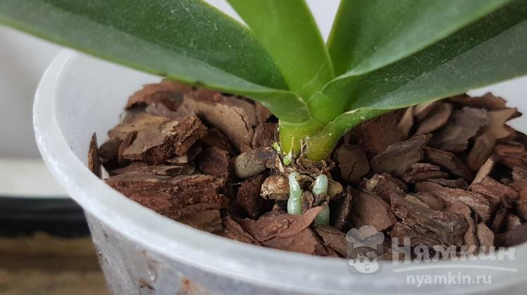 Как нарастить корни орхидее фаленопсис в домашних условиях