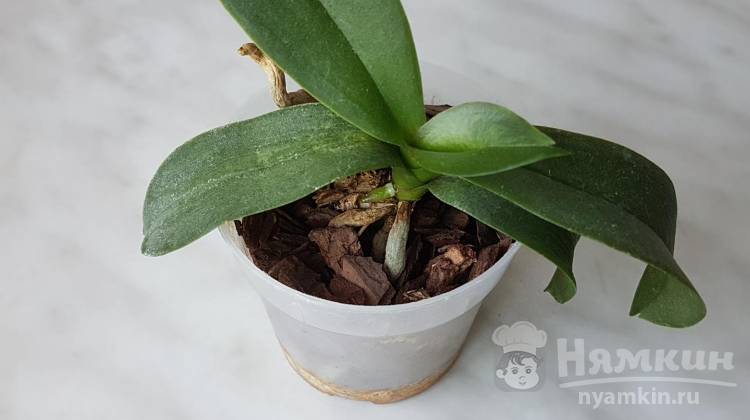 Орхидея фаленопсис: как стимулировать  рост корней и развитие листьев янтарной кислотой 