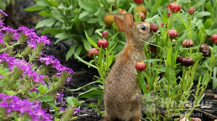 Как отпугнуть кроликов с садово-огородного участка: популярные способы