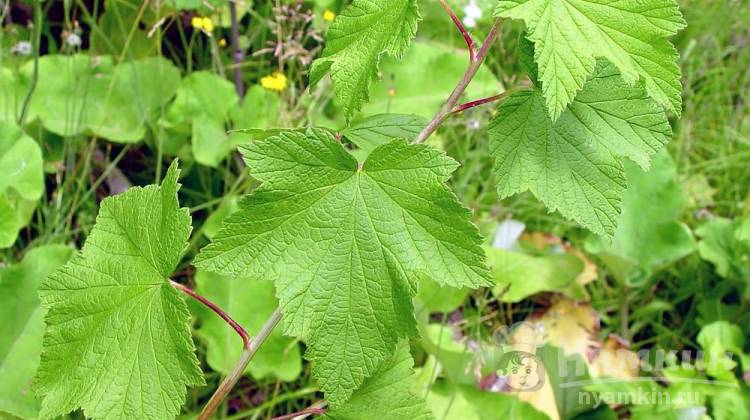 Листья смородины: польза, как сушить и ферментировать, рецепты приготовления чая