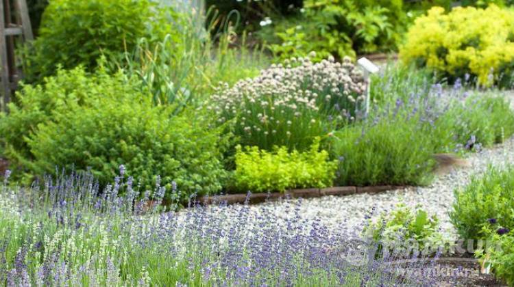 Ароматные травы для вашего стола, которые можно вырастить в саду или на даче