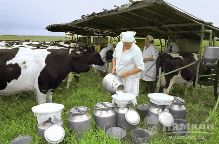 Чем и как нужно кормить корову, чтобы было больше молока