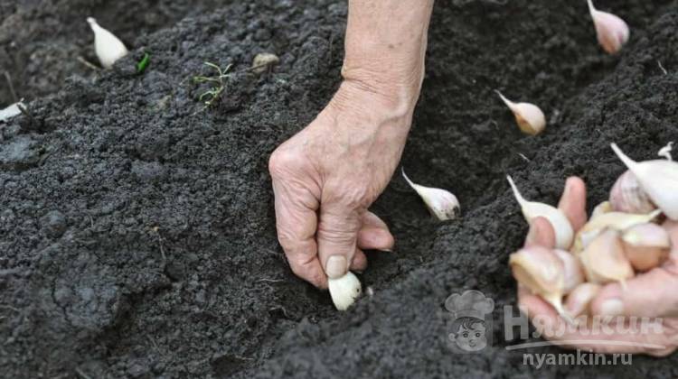 Как посадить озимый чеснок: советы опытных огородников