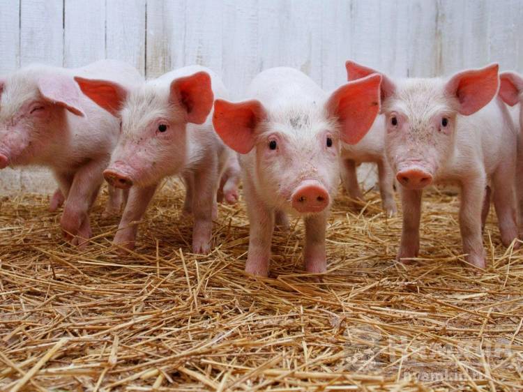 Чем нужно кормить свиней в домашних условиях, чтобы мясо было вкуснее