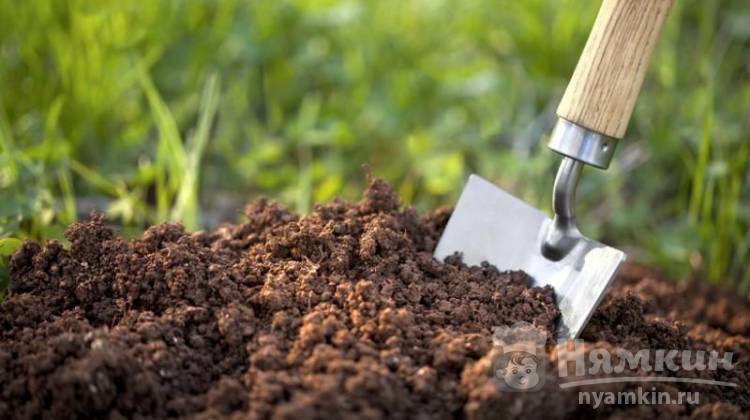 Внесение перегноя в почву осенью и весной для улучшения структуры и состава почвы